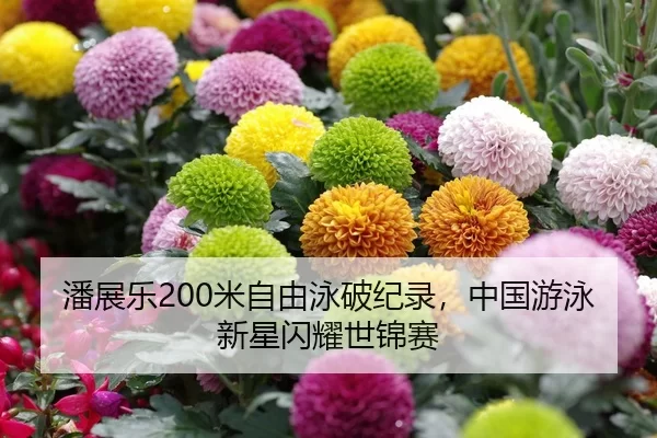 潘展乐200米自由泳破纪录，中国游泳新星闪耀世锦赛